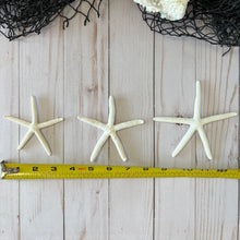 Load image into Gallery viewer, White Finger Starfish
