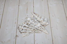 Load image into Gallery viewer, Center Cut Cerithium Nodolosum
