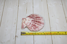 Load image into Gallery viewer, Pecten Nobilis (PAIRS)
